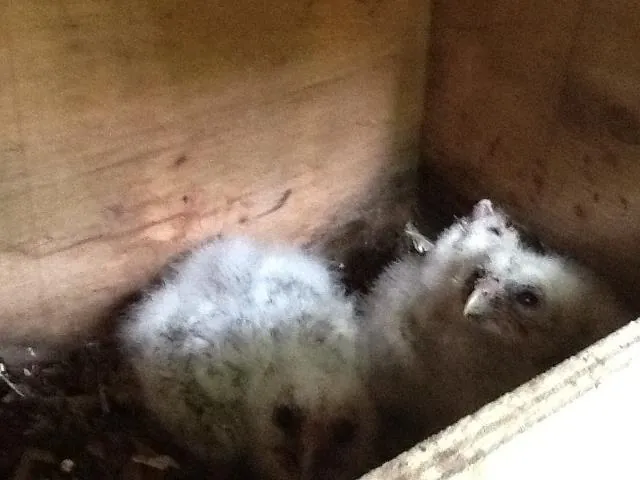 ふくろうのヒナが育っています。の写真 1