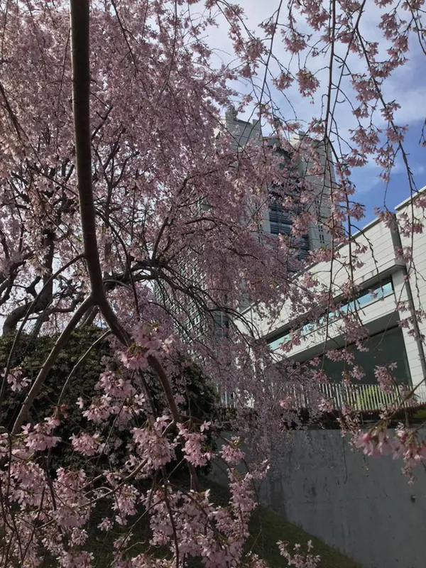 県庁のサクラの写真 1