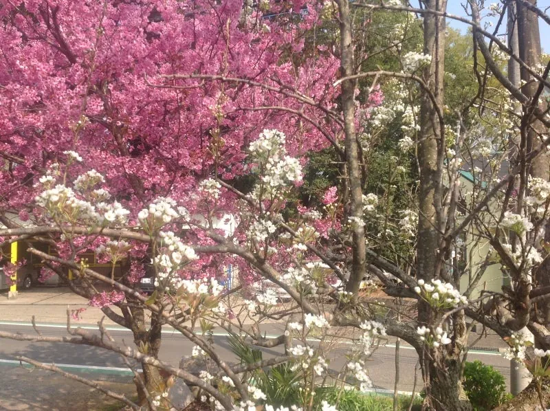 桜とナシの花の競演