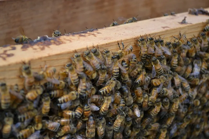 穴にハチミツが光っているの、分かりますか?