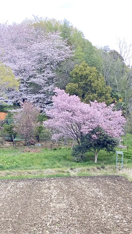 さくら🌸の写真 1