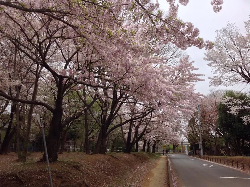 日本中がサクラ、さくら、桜。の写真 2