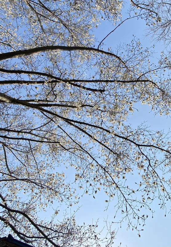 この花が好きだの写真 2