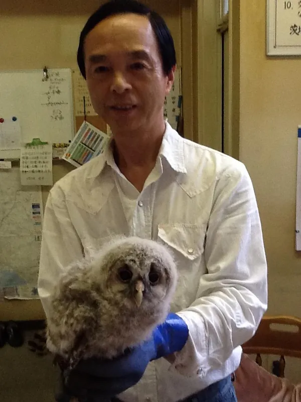 フクロウの巣立ち。