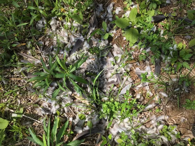 命の洗濯の写真 2