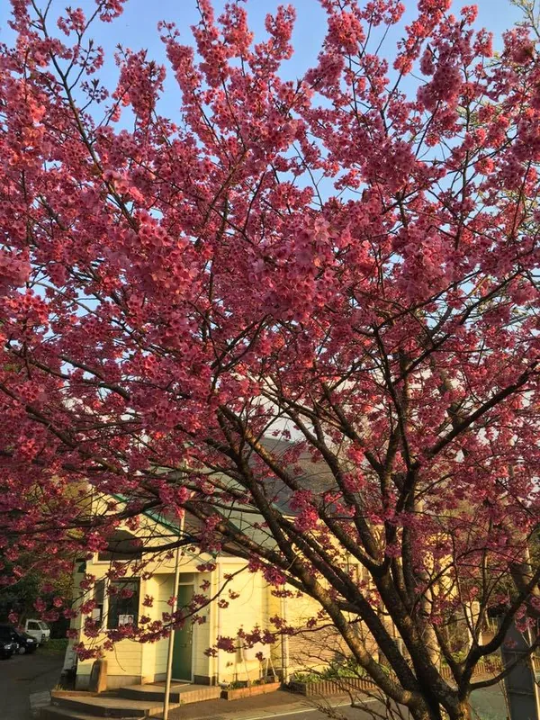 桜に心を奪われましたの写真 1