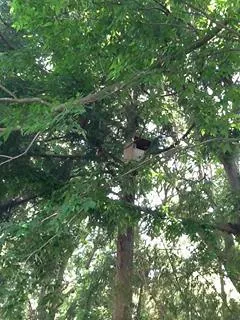 巣箱の中で親フクロウがヒナを守っている