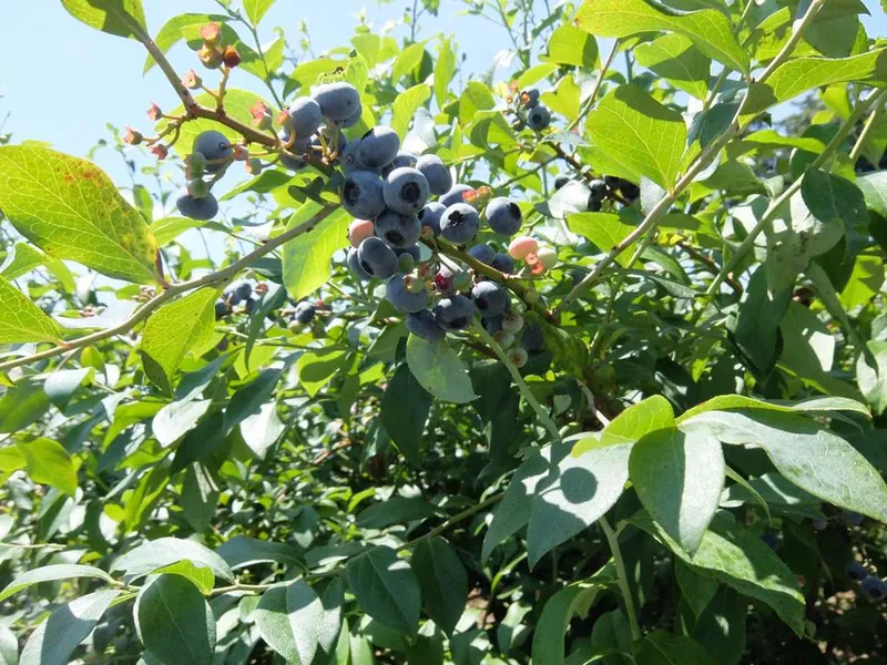 青山ゼミの視察 茨城の農業の写真 3