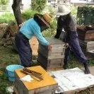 日本ミツバチの採蜜の写真 1