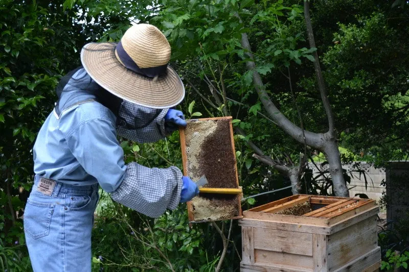 巣にくっついているハチを全て巣箱に落とします。