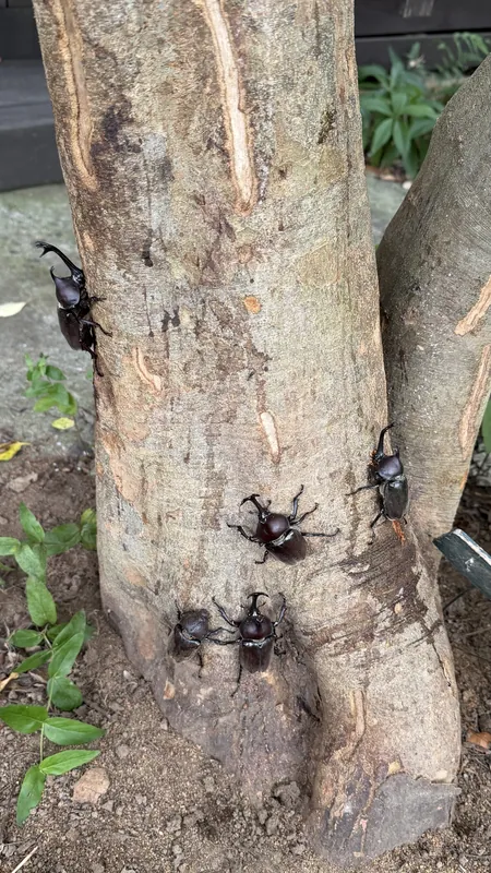 今朝のカブトムシの写真 1