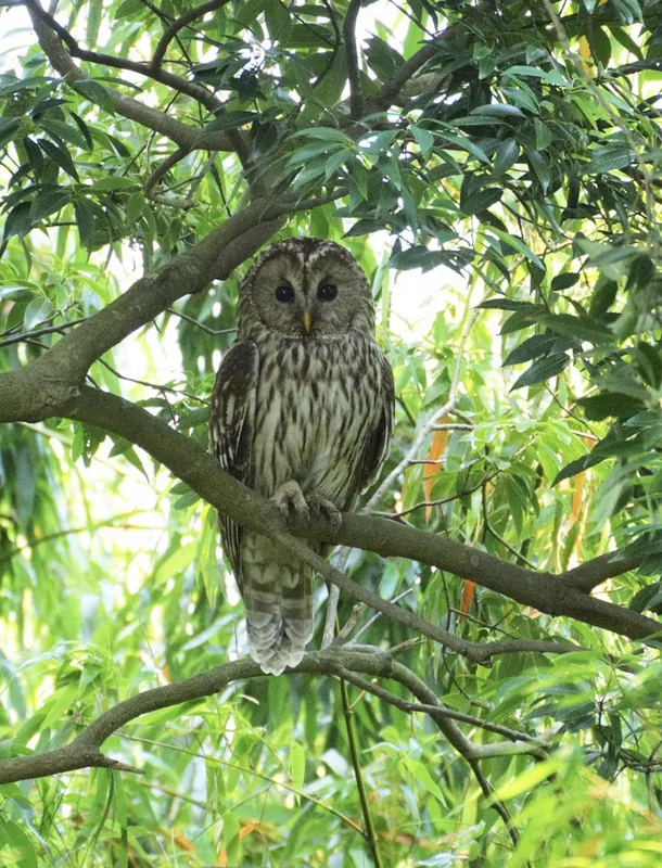 フクロウに襲われるの写真 3