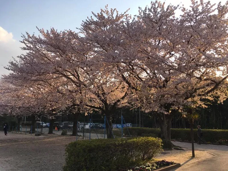 夕日に映える桜かなの写真 1