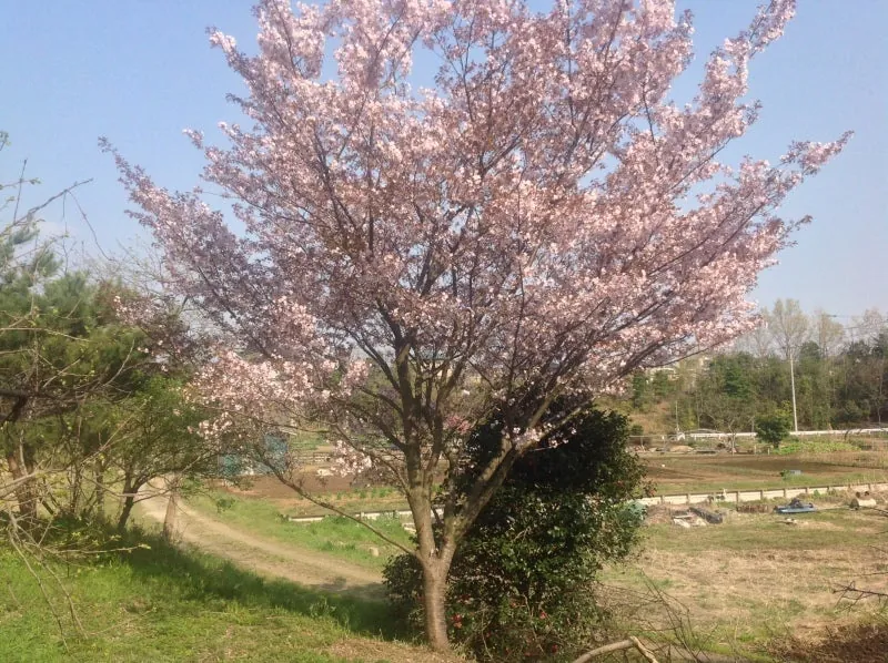 畑の桜はやぶ椿と一緒です