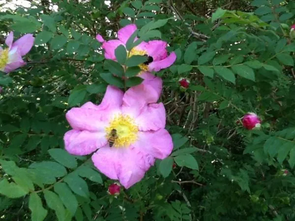 庭の花、あれこれ。の写真 3