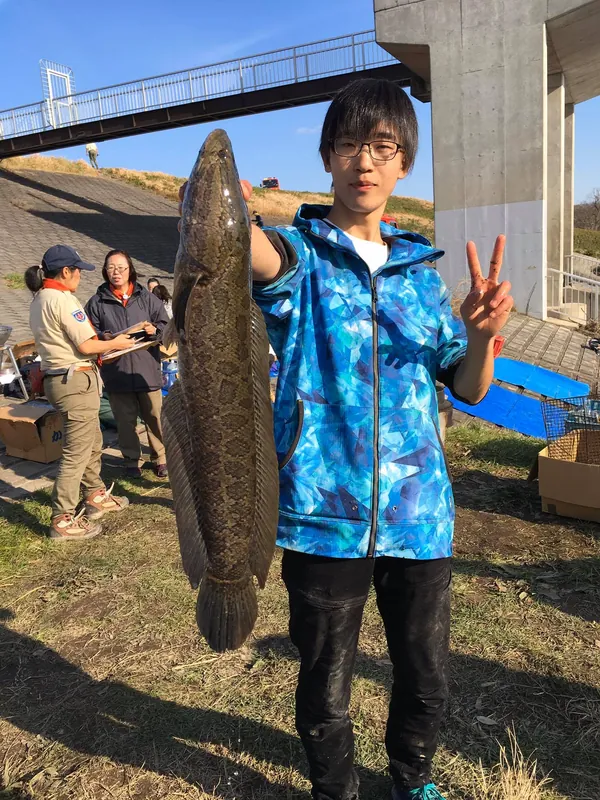 雷魚をさばくの写真 1