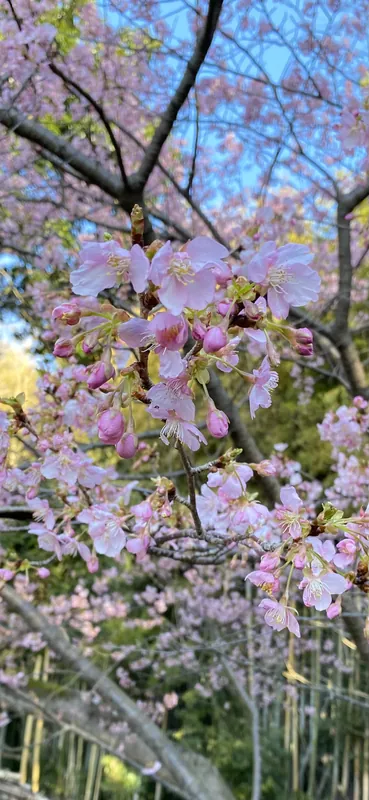 河津桜🌸が見ごろです。の写真 2