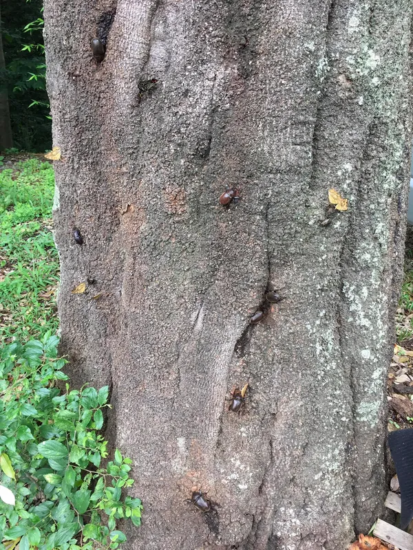 樫の大木との別れの写真 1