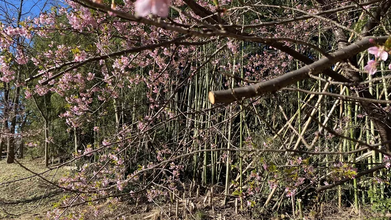 市中引き回しの上の写真 5