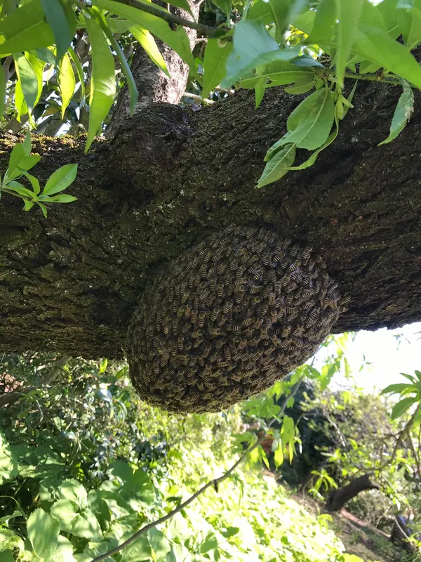 日本ミツバチの分蜂の写真 2