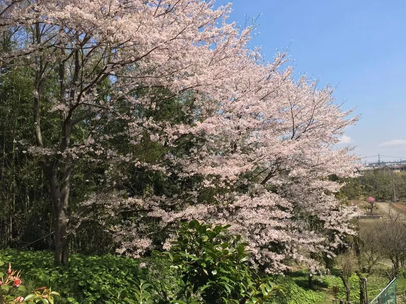 桜に心を奪われましたの写真 2
