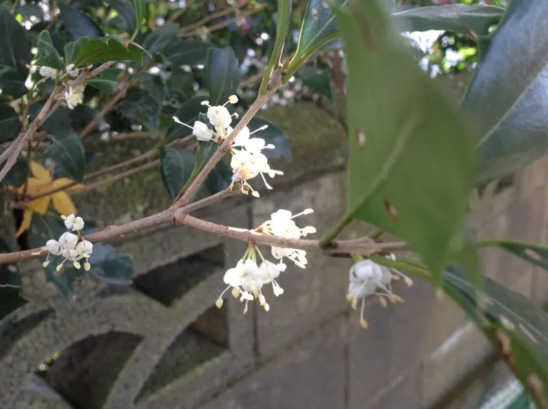 可憐な花です