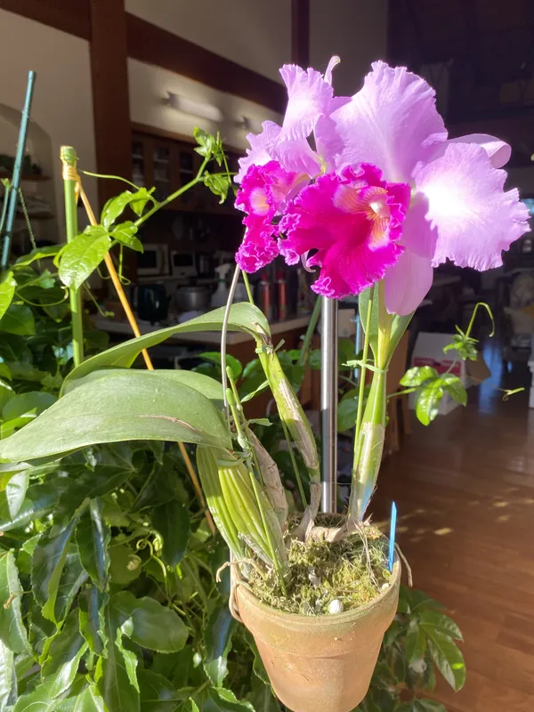 カトレアの花の写真 1