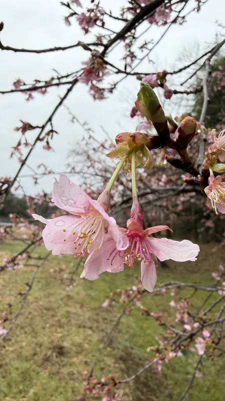 桜が見ごろですの写真 2