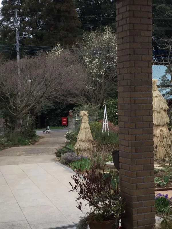 あわてんぼうのコブシの写真 1