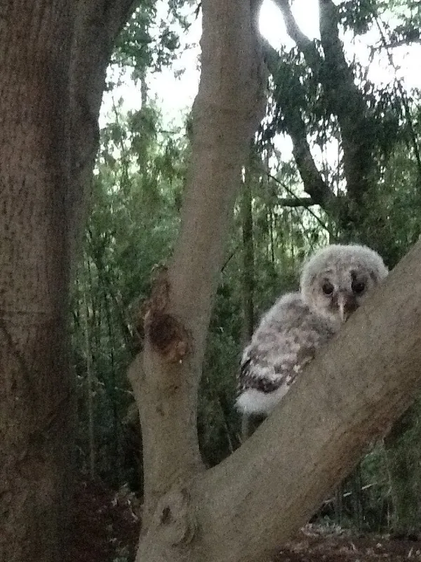 フクロウのひなの巣立ちの写真 8
