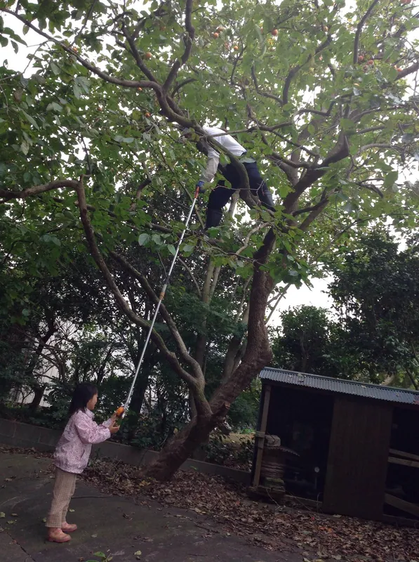 我が家の柿は当たり年ですの写真 3