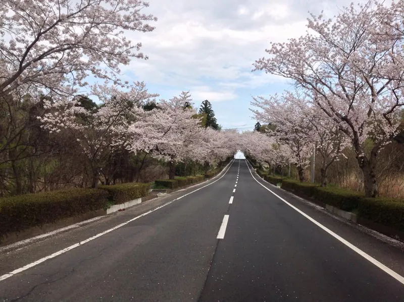 桜に血が騒ぐの写真 1