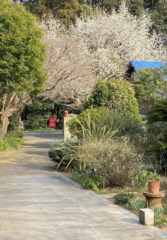 この花が好きだの写真 1