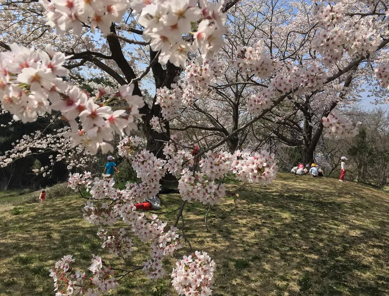 桜の花びらには山の神が宿るの写真 1