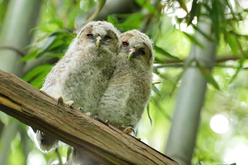 フクロウのひな かわぃぃ~~の写真 2