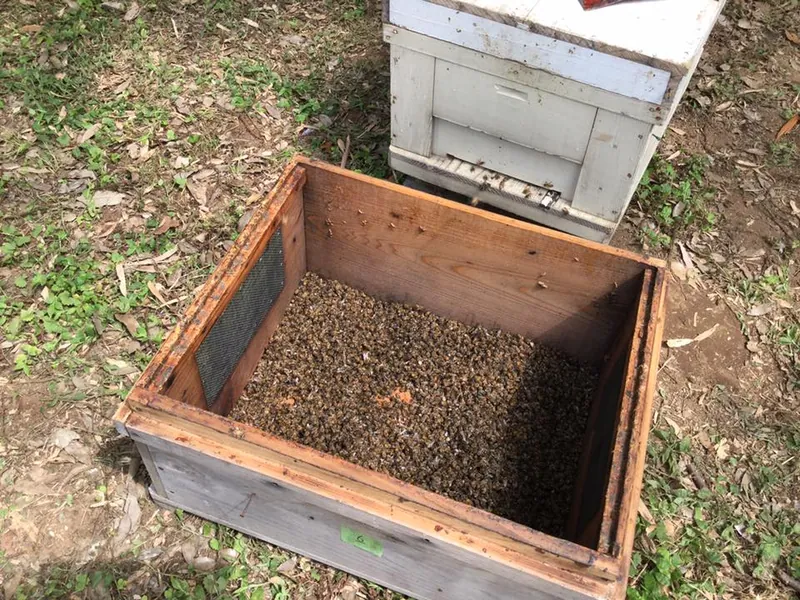 新しい圃場と初めての事件の写真 2