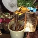 日本ミツバチの採蜜の写真 3