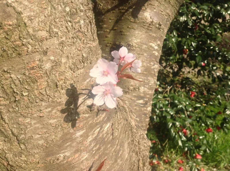 さくら、さくら、桜だいすきの写真 3