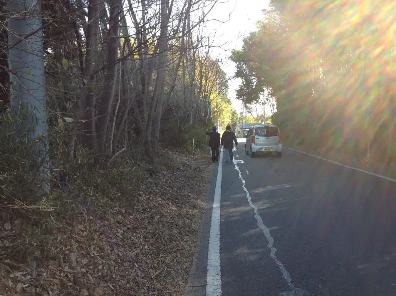 この木は県道に生えています