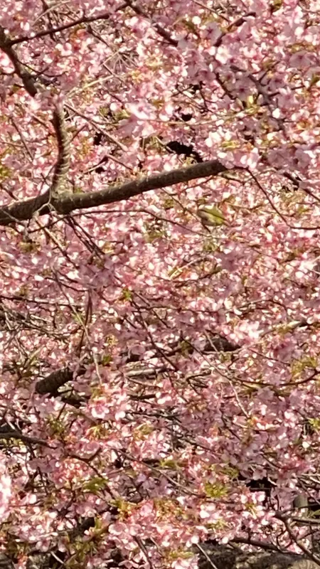 河津桜🌸が見ごろですの写真 3
