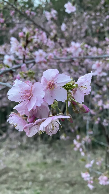 河津桜が見頃ですの写真 2