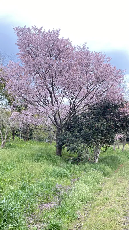 さくら🌸の写真 2