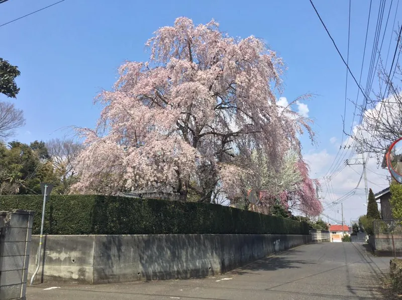 守谷の滝桜の写真 1