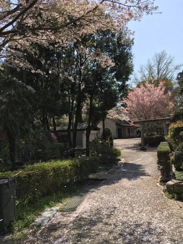 桜を十分楽しみましたの写真 1