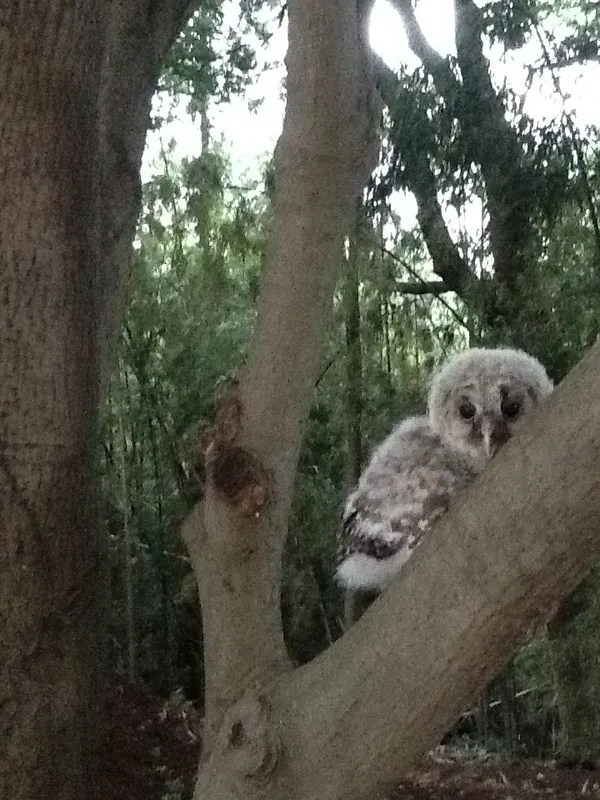 フクロウのひなの巣立ちの写真 13