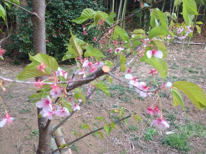 河津桜の変の写真 3