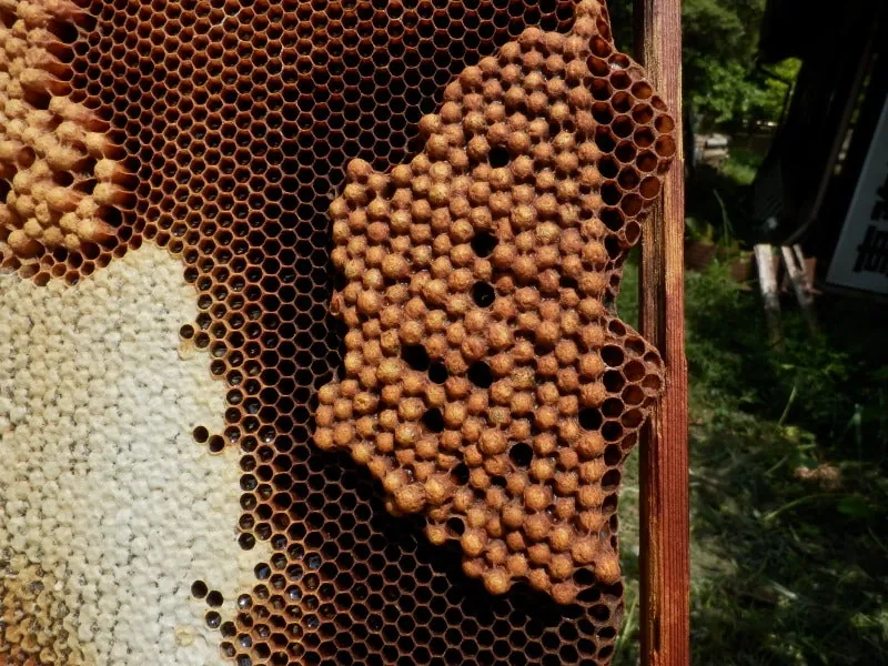 これが女王蜂です。の写真 3