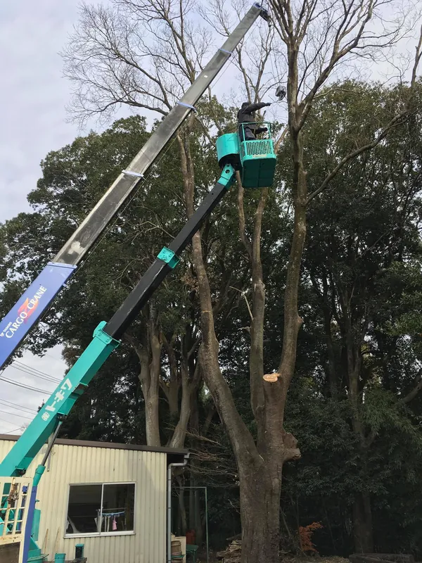 樫の大木との別れの写真 6