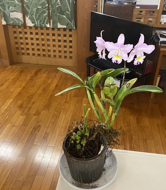 カトレアの花の写真 1
