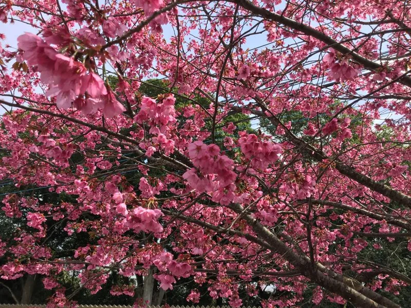 桜は「陽光」ですの写真 2